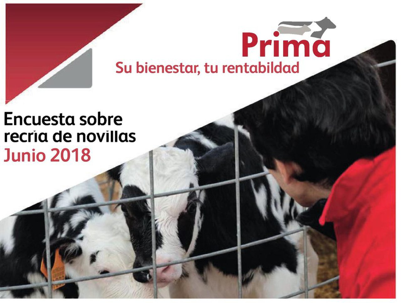 Nanta hace públicos los resultados de su encuesta sobre la recría de novillas