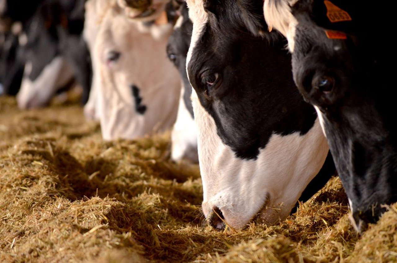 La OPL no prevé que el precio de la leche baje en los próximos meses