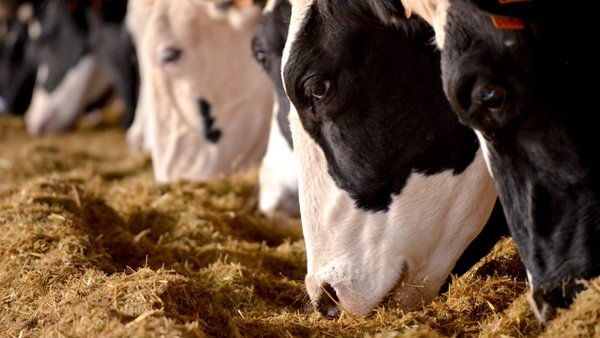La OPL no prevé que el precio de la leche baje en los próximos meses