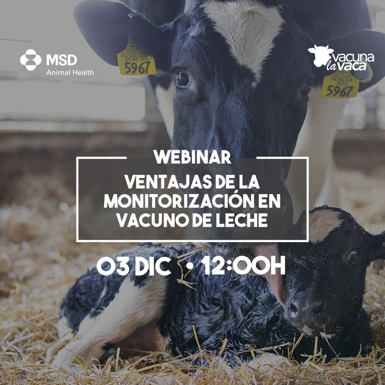 Último webinar del año de la serie `Rumiando los jueves´ de MSD Animal Health