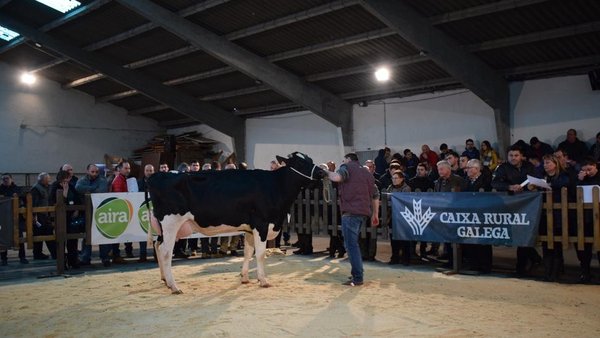 La primera subasta del año en la provincia de Lugo se celebra este sábado en Chantada