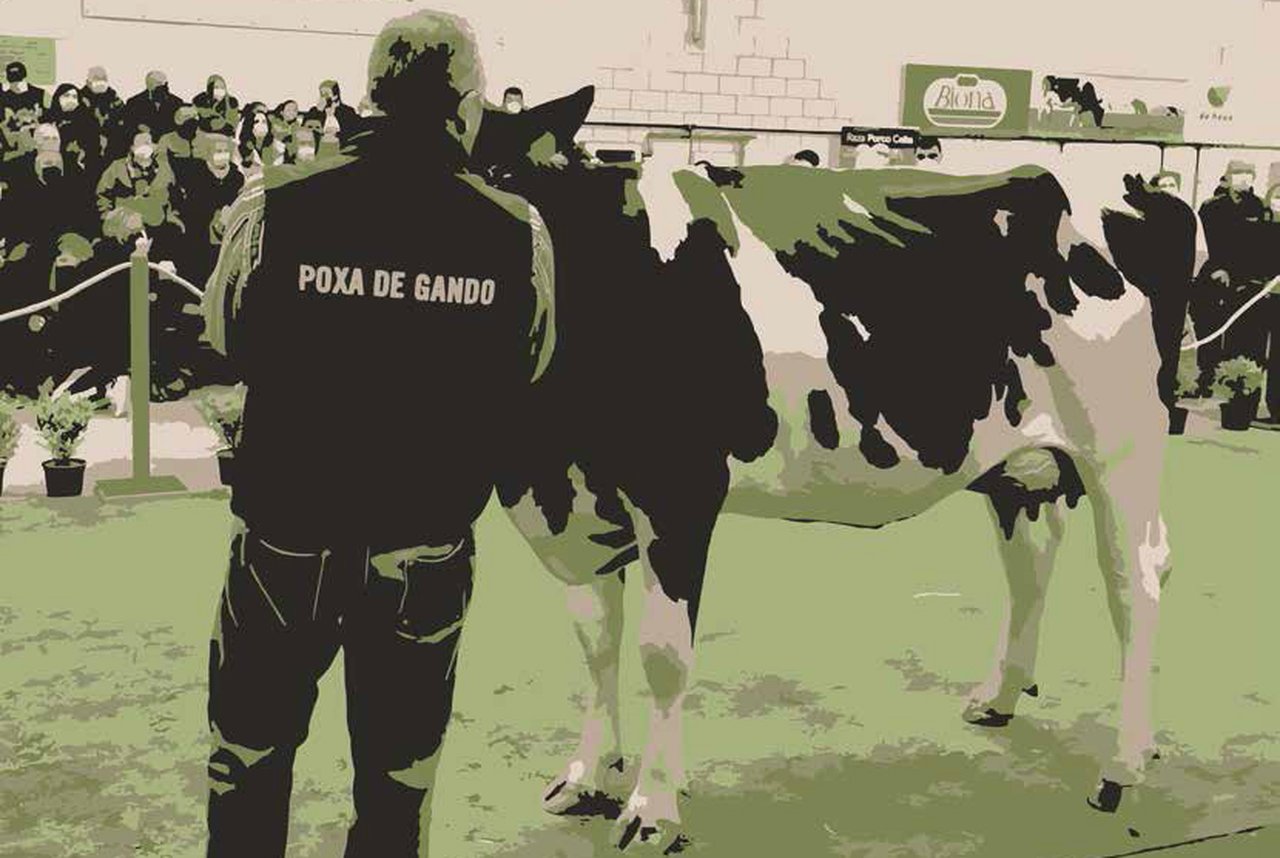 Africor Lugo y Africor Coruña organizan dos subastas de ganado este fin de semana en Galicia