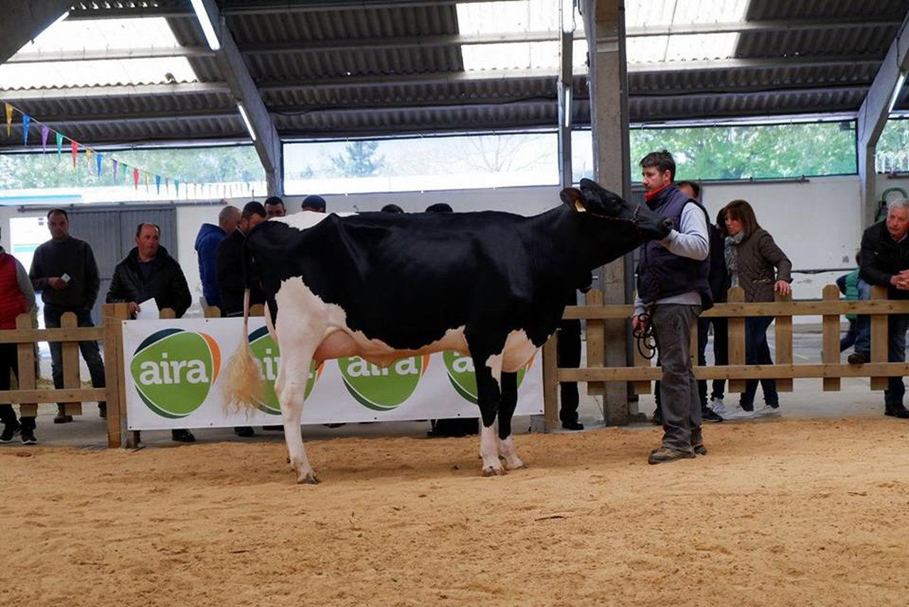 Subasta de ganado frisón este sábado en Sarria