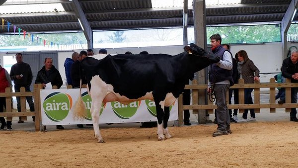 Subasta de ganado frisón este sábado en Sarria