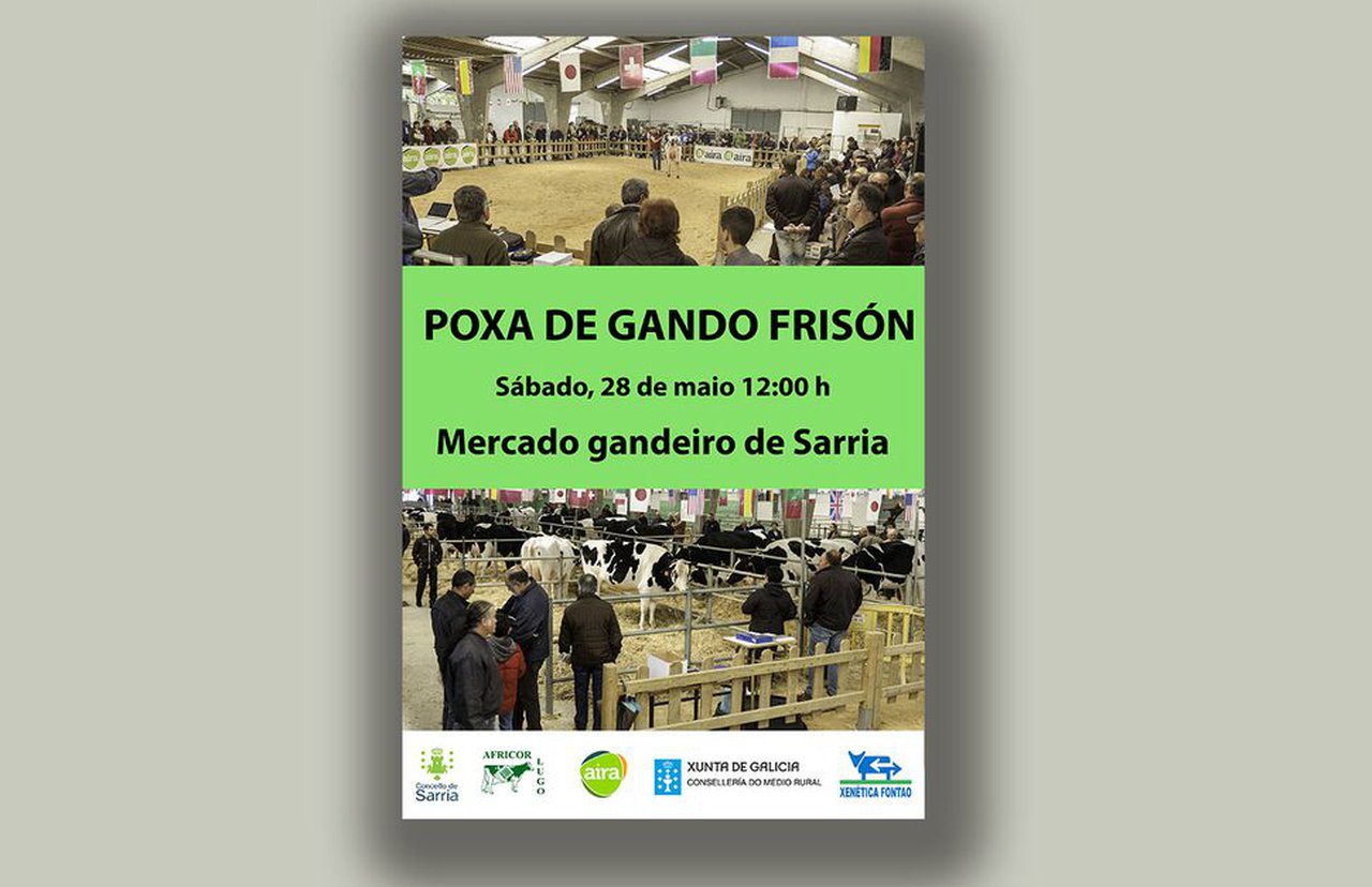 Vuelve la subasta de ganado frisón de Sarria