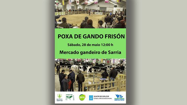 Vuelve la subasta de ganado frisón de Sarria
