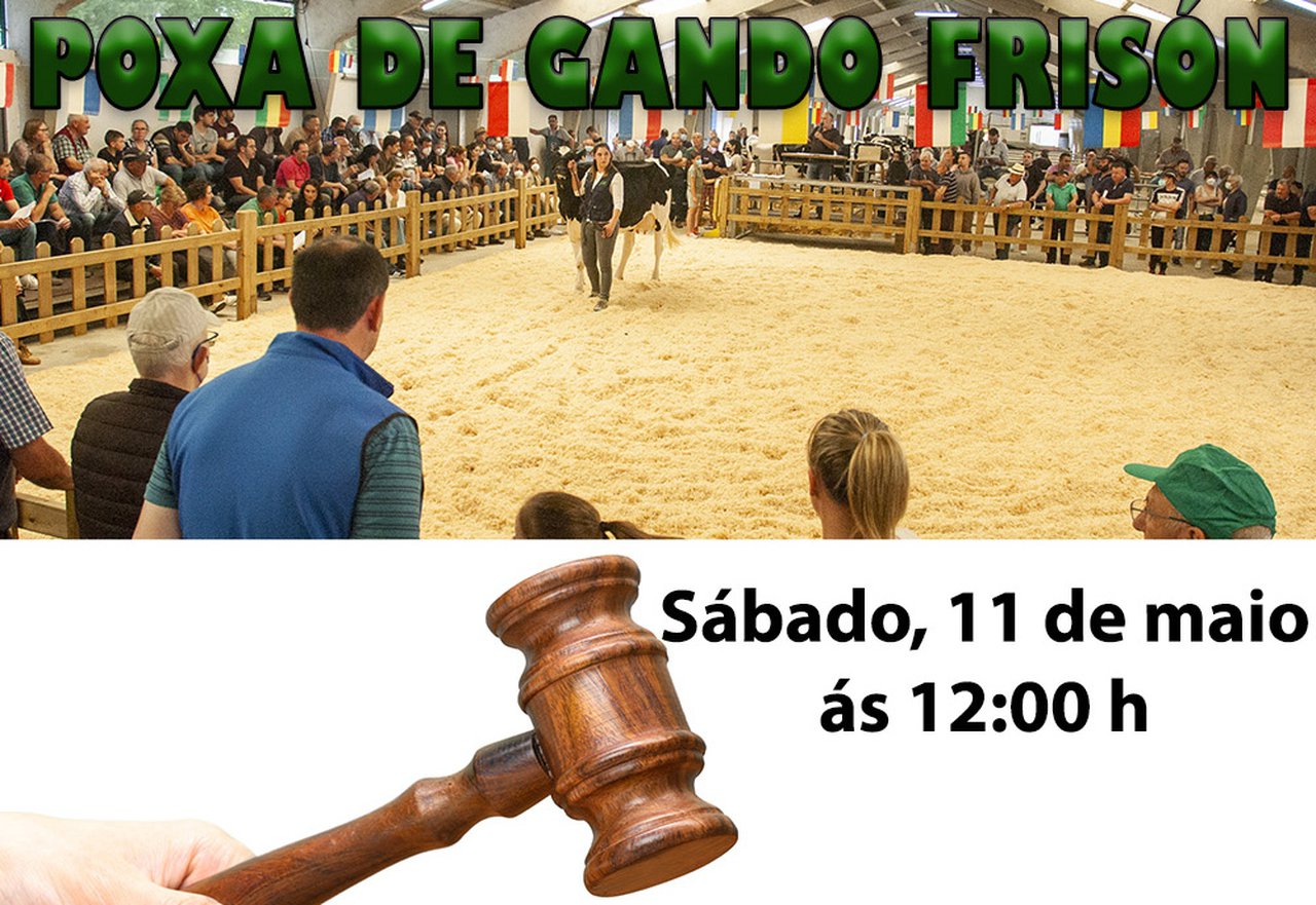 Nueva subasta de ganado frisón, el 11 de mayo en Sarria
