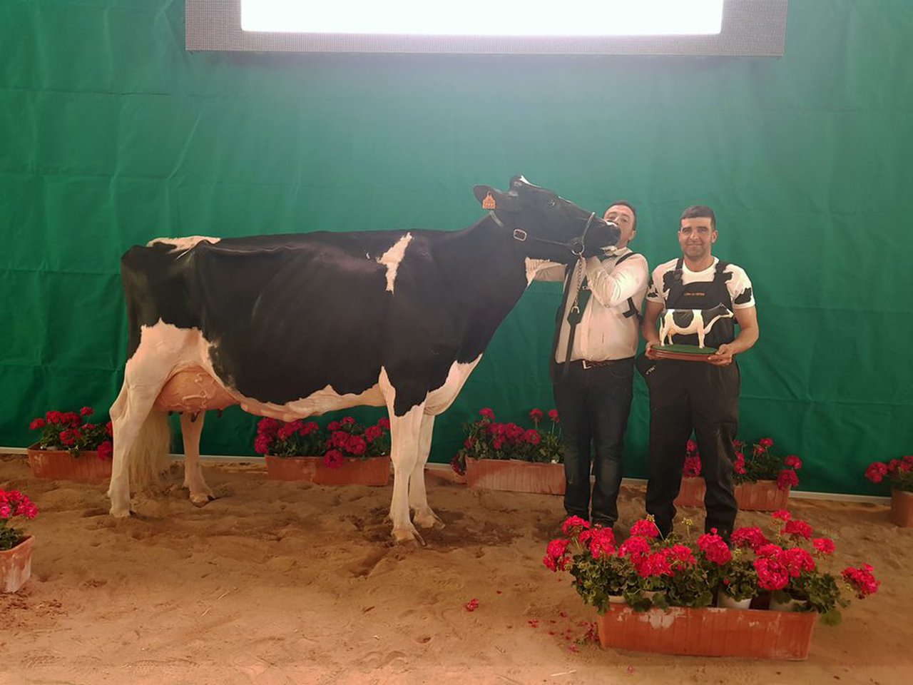 La nueva vaca gran campeona de Pozoblanco se llama Copada Fever 5