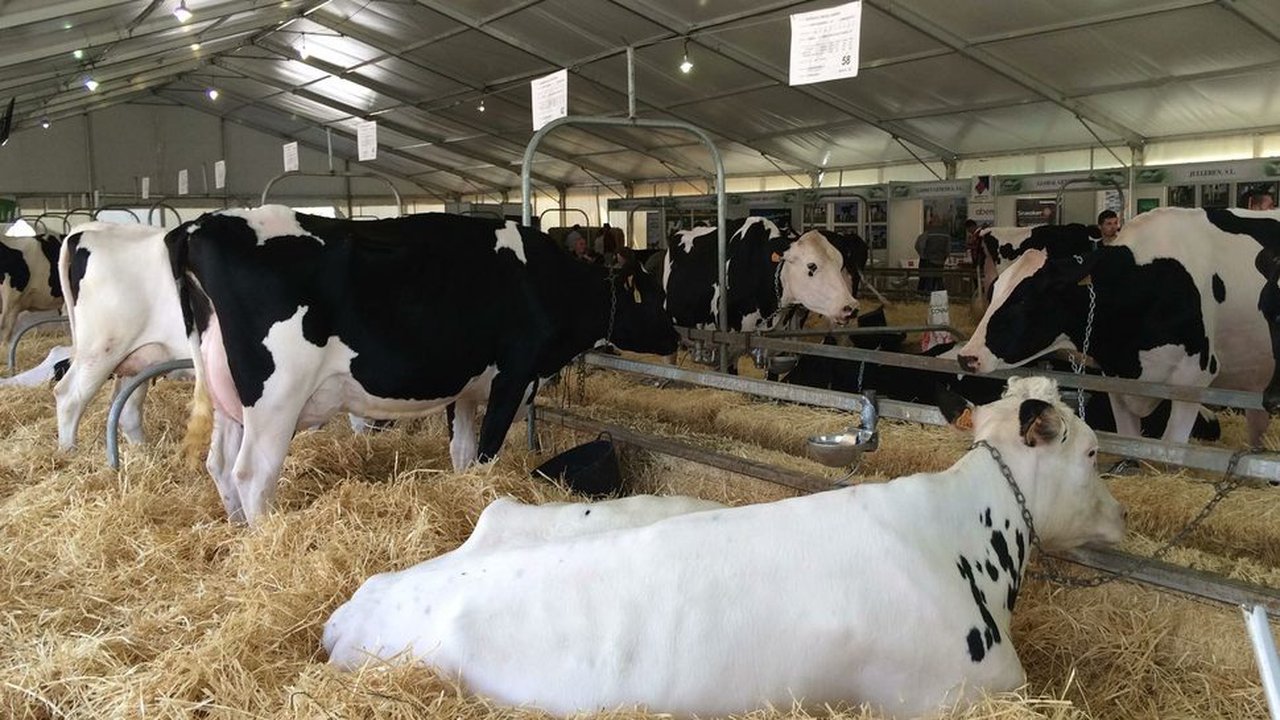 Todo a punto para el I Concurso Regional de raza frisona de Andalucía