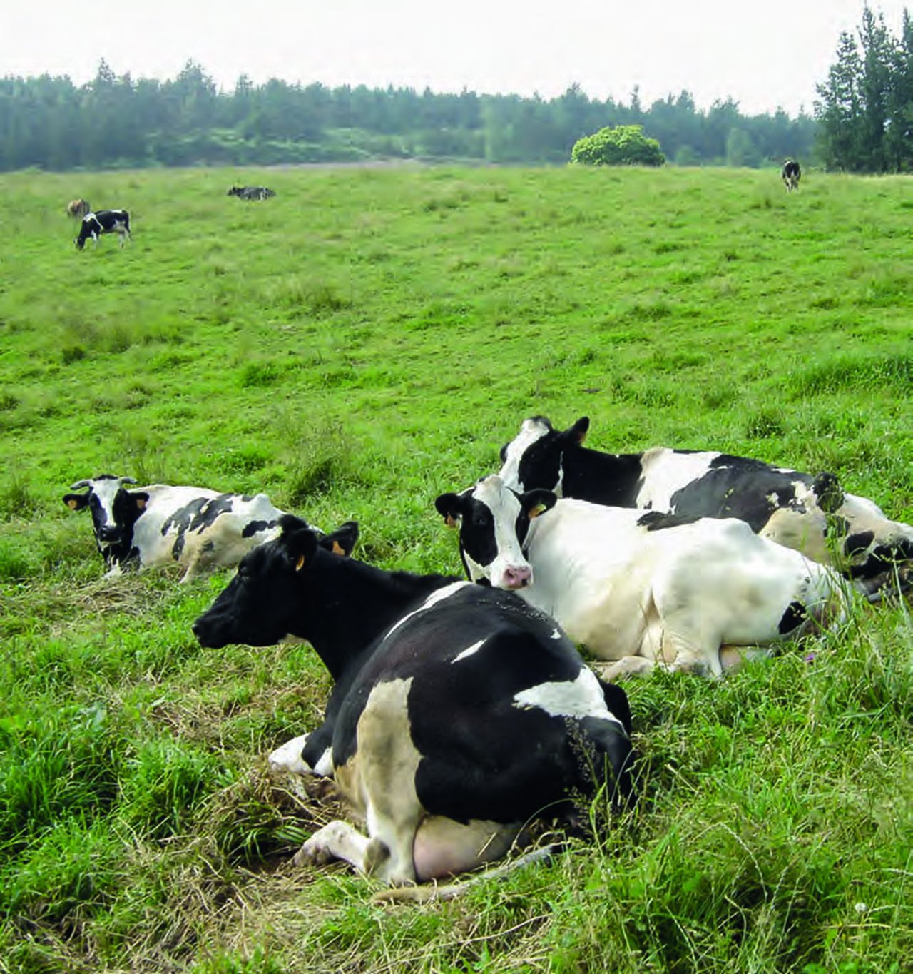 “Leche de pastoreo” y “Leche de pasto”. Es urgente una figura de calidad reconocida oficialmente