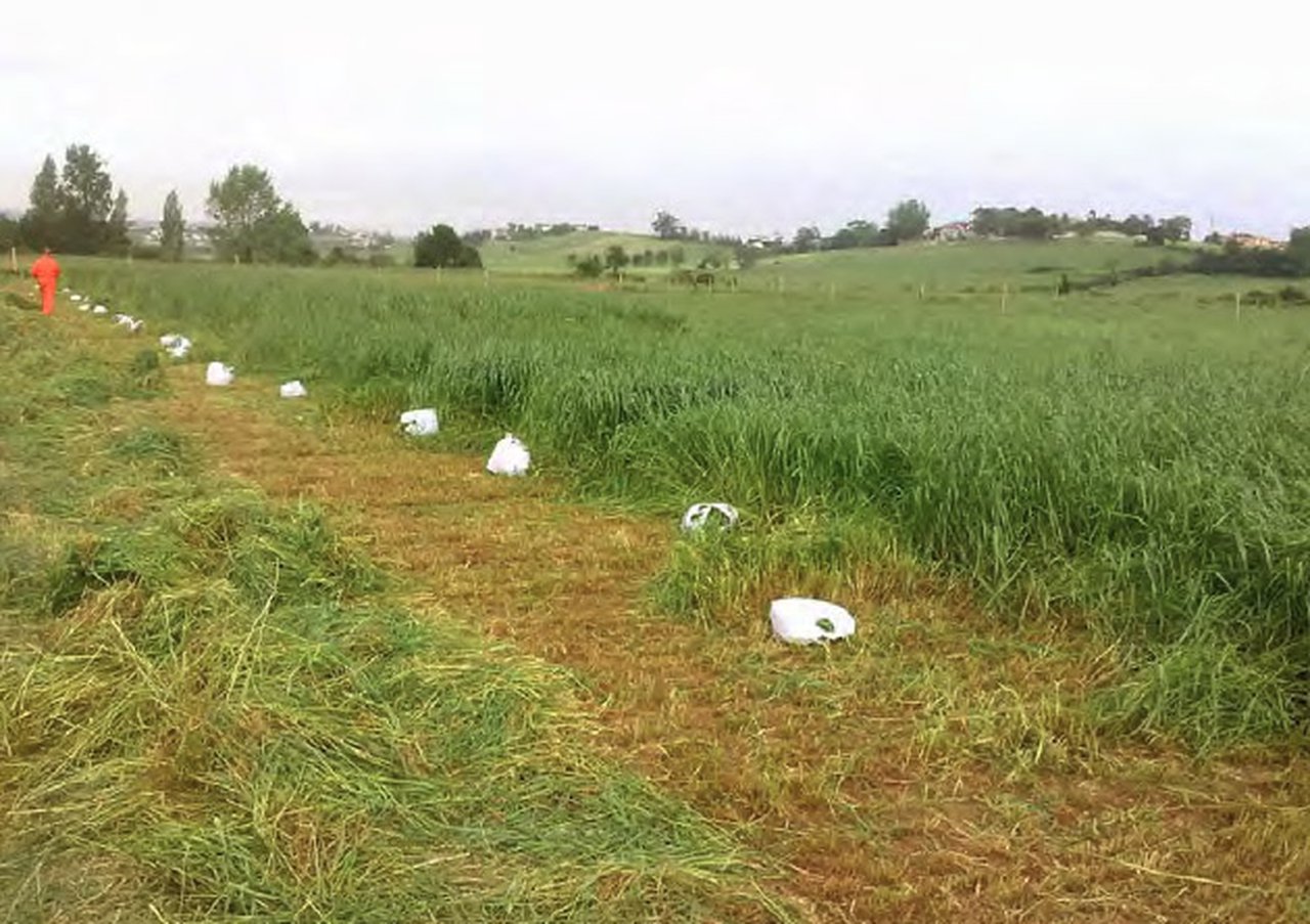 Producción y valor nutritivo de raigrases puros o asociados a raigrases y leguminosas
