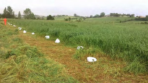 Producción y valor nutritivo de raigrases puros o asociados a raigrases y leguminosas