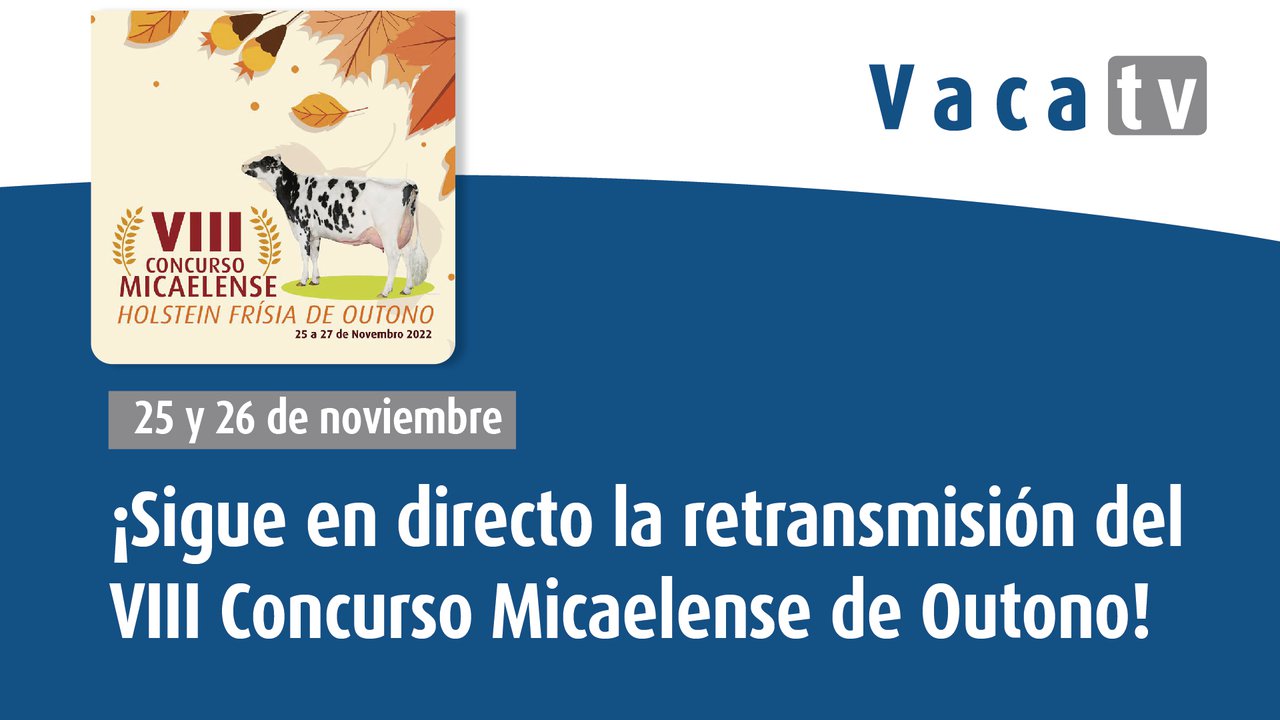 ¡Sigue en directo en Vaca TV el VIII Concurso Micaelense de Otoño de Azores!