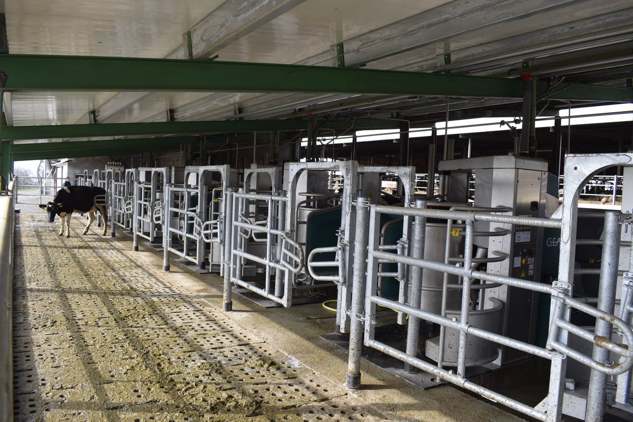 Una docena de robots GEA para el primer Batch Milking de Castilla y León