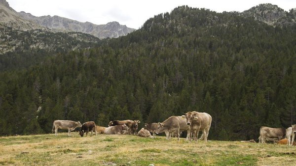 Provacuno destaca el papel de las 'vacas bombero' para la prevención de los incendios forestales