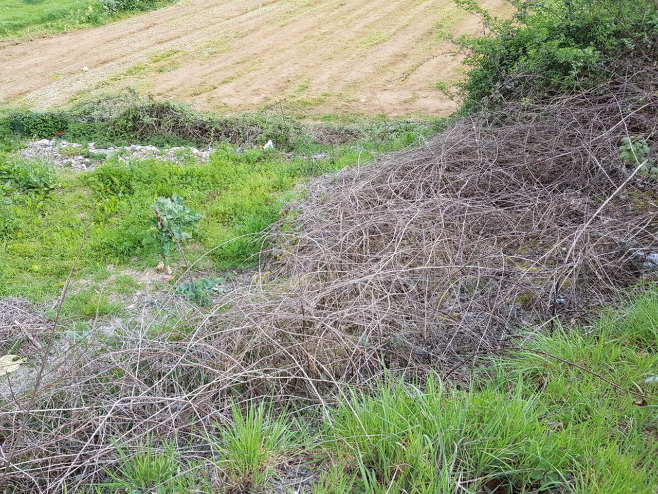 Solicitar permisos para queimas agrícolas será posible desde mañá