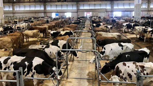 El precio medio de venta de las vacas  de descarte supera los 1.200 euros en Silleda