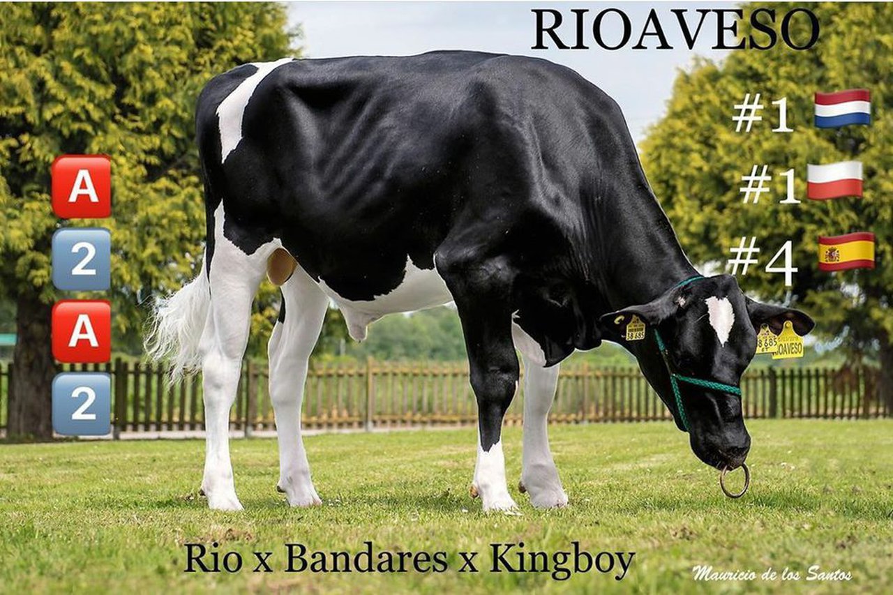 Rioaveso, de Xenética Fontao, número 1 en Holanda y Polonia