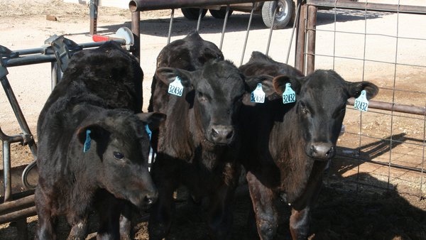 ABS España y Coren acuerdan una colaboración para la mejora de la cadena de producción de carne