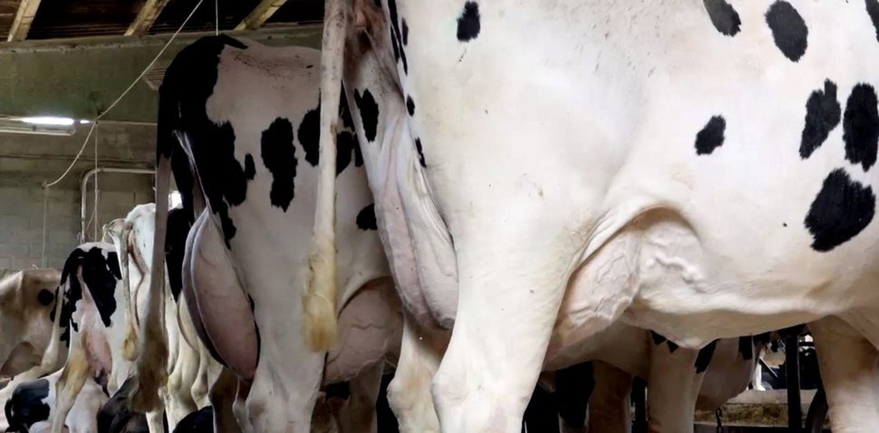 Fefriga distingue o traballo dos mellores criadores de 2019
