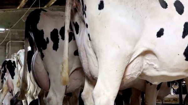 Fefriga reconoce a las mejores vacas y ganaderías de 2019