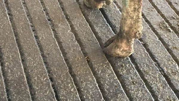 Manejo e instalaciones que pueden mejorar la salud podal del rebaño (II)
