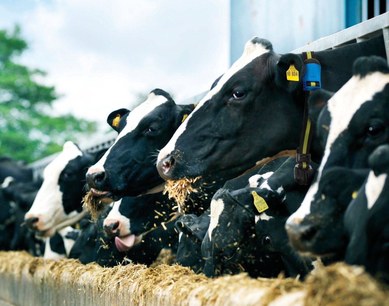 MSD Animal Health desplegará su gama de productos y soluciones tecnológicas en la celebración del XXV Congreso Anembe