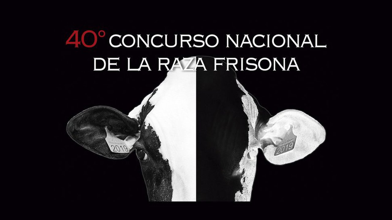 Cuenta atrás para el 40.º Concurso Nacional Frisón de Conafe