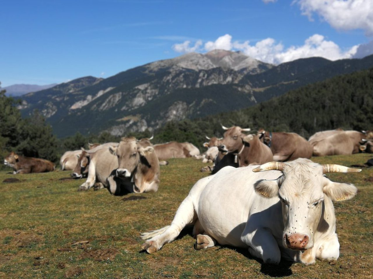 Innotub señala que los riesgos acerca de la tuberculosis bovina se perciben de manera diferente en las grandes y pequeñas explotaciones
