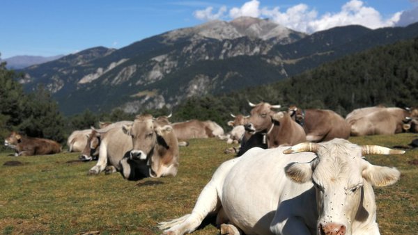 Innotub señala que los riesgos acerca de la tuberculosis bovina se perciben de manera diferente en las grandes y pequeñas explotaciones