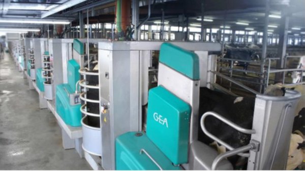 GEA pon en funcionamento unha instalación de muxido robotizado para 800 vacas con 16 robots R9500