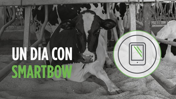 Smartbow®, o sistema de monitorización en vacún leiteiro que facilita a vida do gandeiro