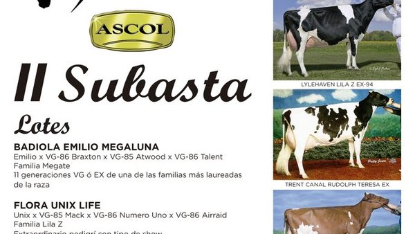Subasta Ascol, el próximo domingo en Gijón