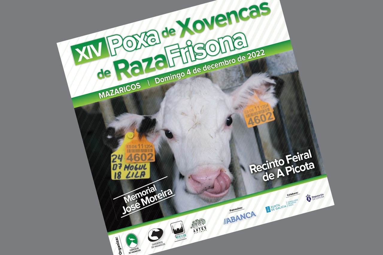 Mazaricos celebra este domingo una nueva edición de su subasta de novillas