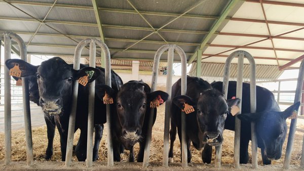 En marcha un proyecto para mejorar la productividad de las ganaderías de vacuno lechero con cruces de Asturiana de los Valles