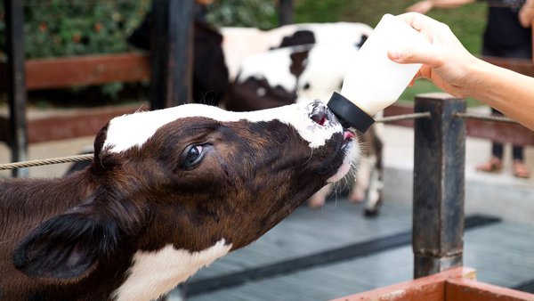 De Heus lanza Bacilactol Absolut® e Benefit® para potenciar a ganancia de peso de xatos lactantes