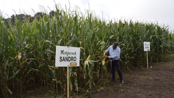 Variedades de millo que aumentan a produción e resisten o estrés hídrico
