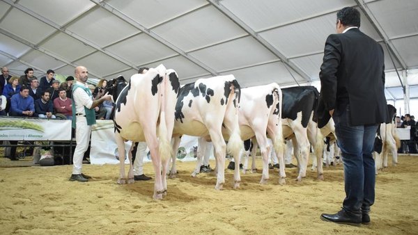 El concurso frisón de Trofa 2019, en vídeo