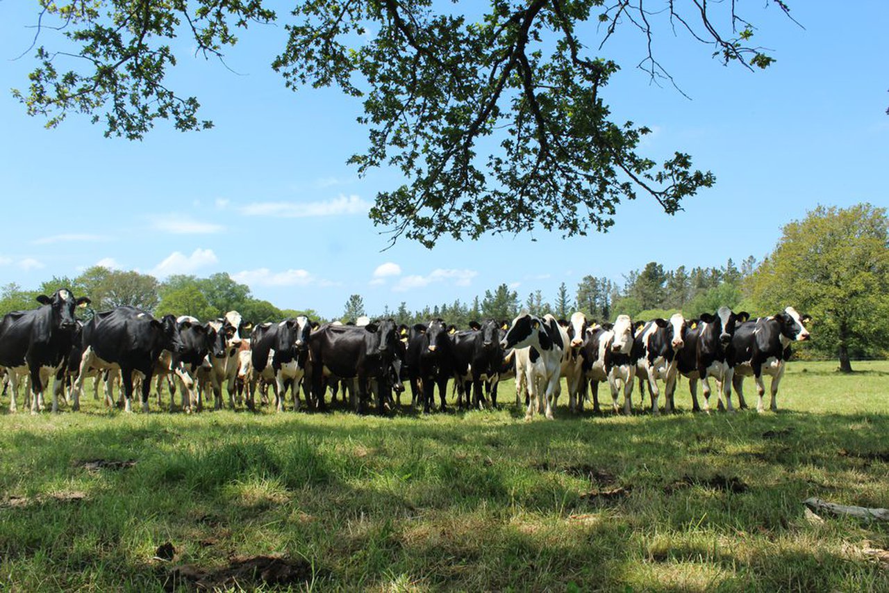 Unións Agrarias considera que la suba del precio de la leche propuesta por Pascual y Naturleite es insuficiente