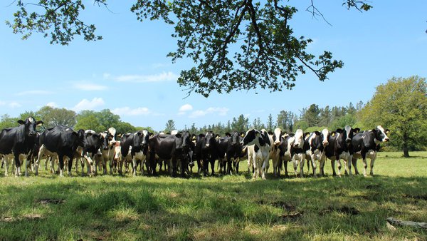 Unións Agrarias considera que la suba del precio de la leche propuesta por Pascual y Naturleite es insuficiente