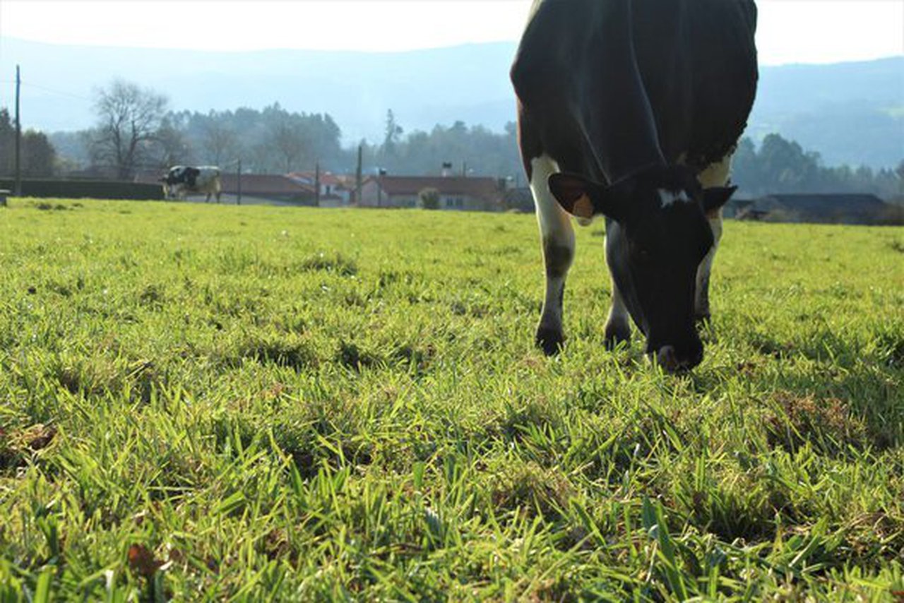 Un curso formativo sobre bienestar animal tendrá lugar en Boqueixón