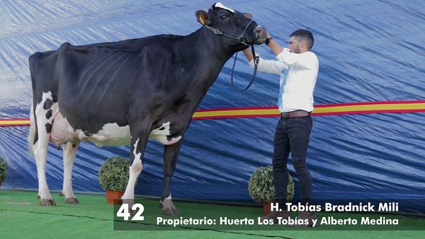 H.Tobías Bradnick Mili revalida su título de vaca gran campeona Usías Holsteins