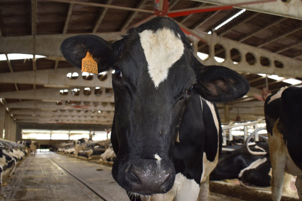 Noviembre confirma la tendencia al alza del precio de la leche en España con descenso de la producción