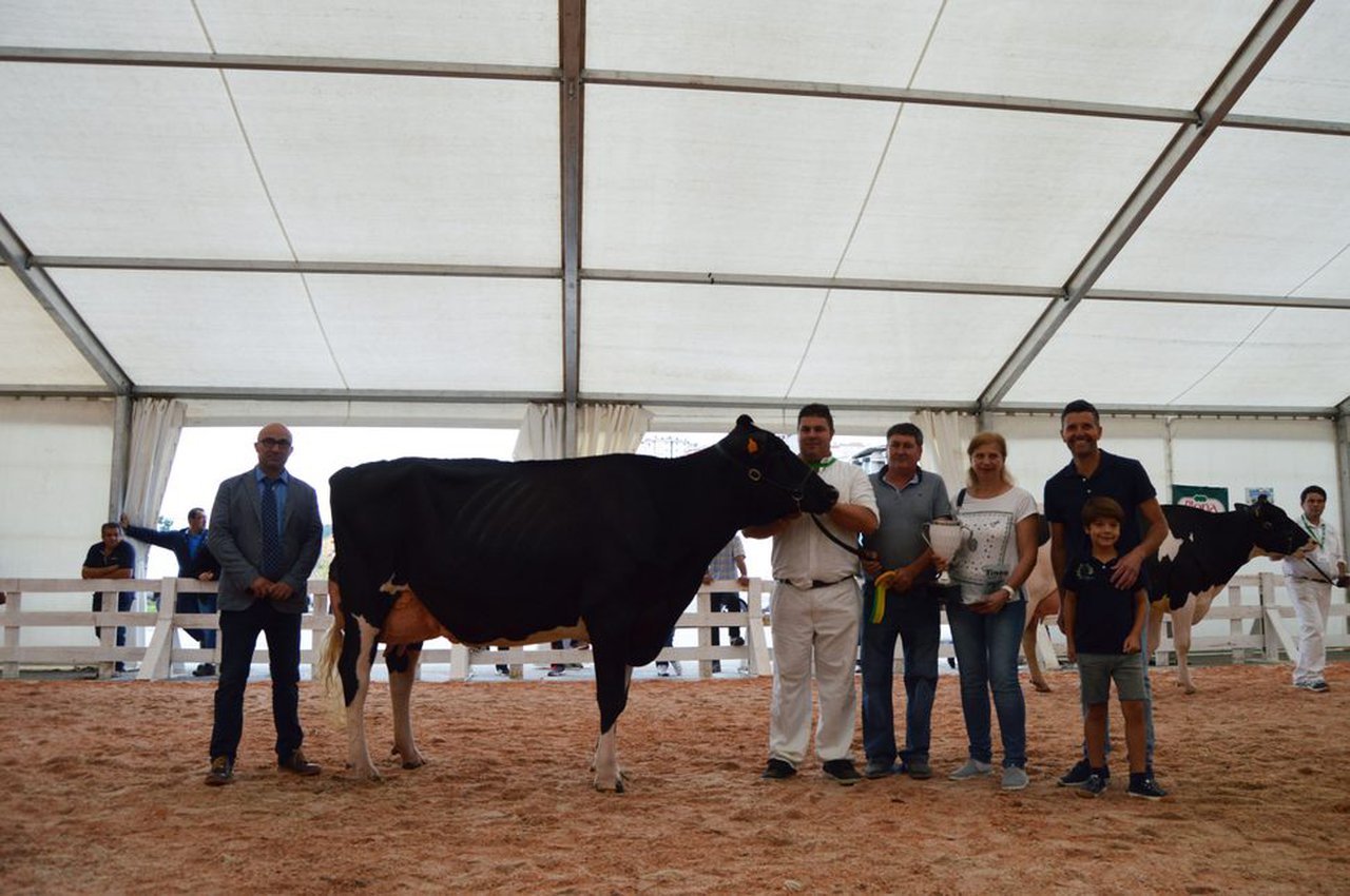 Este domingo, nueva edición del Concurso de Ganado de Tineo