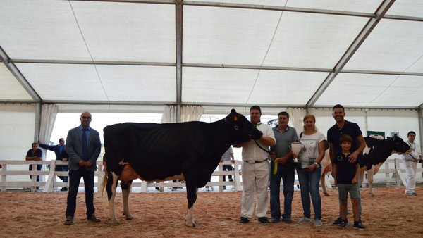 Este domingo, nueva edición del Concurso de Ganado de Tineo