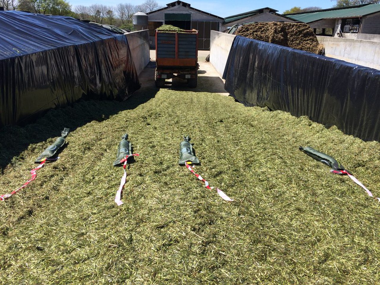 Influencia de la utilización de un inoculante en los ensilados de primavera