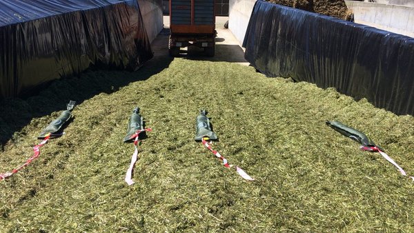 Influencia de la utilización de un inoculante en los ensilados de primavera
