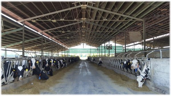 Índices reproductivos más usados en explotaciones de vacas de leche, utilidad y limitaciones