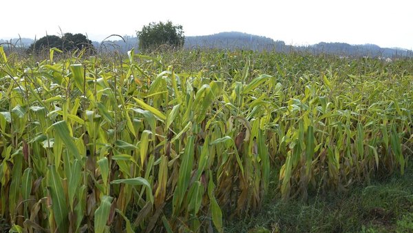 Mejora del maíz frente al cambio climático: fuentes de tolerancia a la sequía