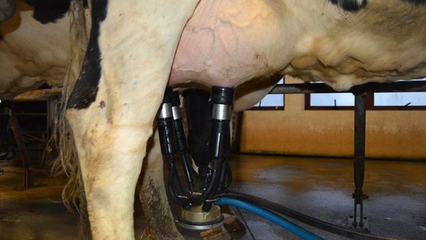 Coste de las mamitis con especial énfasis en los efectos sobre la reproducción